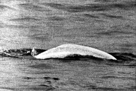 Weißer Wal im trüben Rhein: Fast einen Monat lang war Moby Dick 1966 zwischen Duisburg und Rheinland-Pfalz unterwegs.