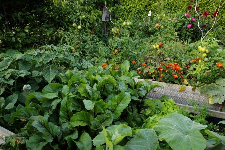 8. Fruchtfolge missachten