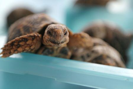 Indische Sternschildkröten sind in Asien wegen ihrer auffälligen Panzerzeichnung sehr beliebt. (Archivbild)