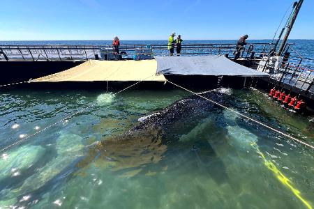 Bald soll der Buckelwal vom Kahn schwimmen. 