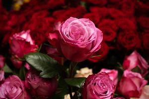Die Rose ist die mit Abstand beliebteste Schnittblume in Deutschland. (Archivbild)