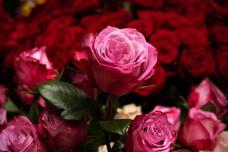 Die Rose ist die mit Abstand beliebteste Schnittblume in Deutschland. (Archivbild)