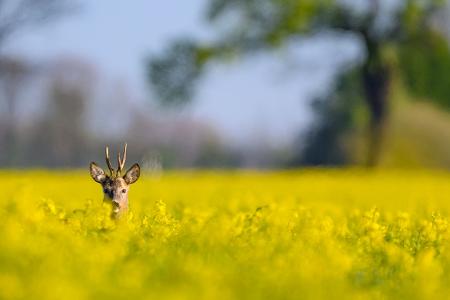 Ein Rehbock schaut morgens aus einem gelben Rapsfeld.