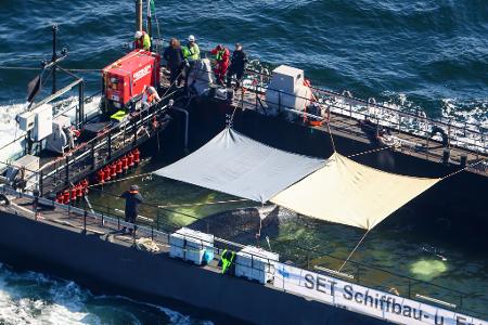 Der Wal war wochenlang vor der Insel Poel gestrandet.