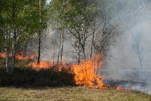 Der Waldbrand in Jüterbog in Brandenburg breitet sich aus