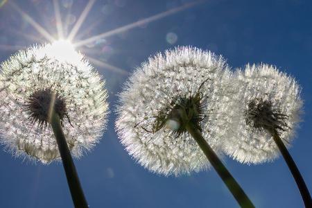 Pusteblumen in der Sonne