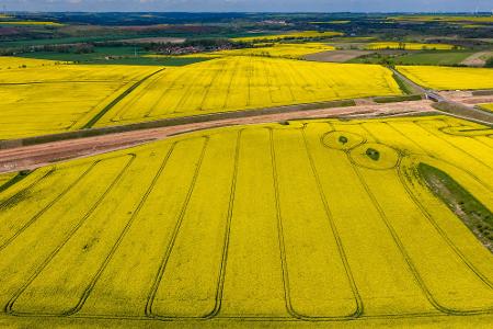 Goldgelb leuchten Rapsfelder im Saalekreis in Sachsen-Anhalt.
