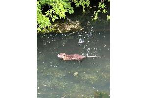 Unfallverursacher Nutria