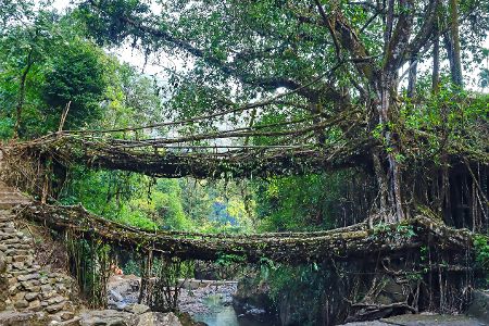 Umshiang Double Decker Root Bridge, Indien
