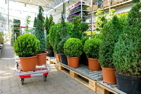 Buchsbaum im Gartencenter