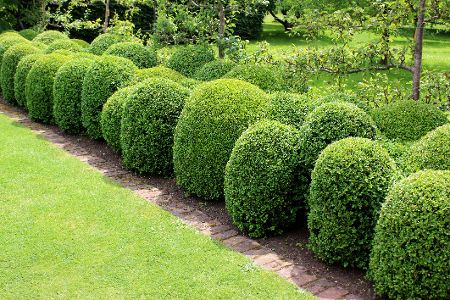 Buchsbaumhecke als gestaltendes Element im Garten