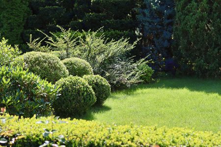 Garten mit Buchsbaum und anderen Sträuchern
