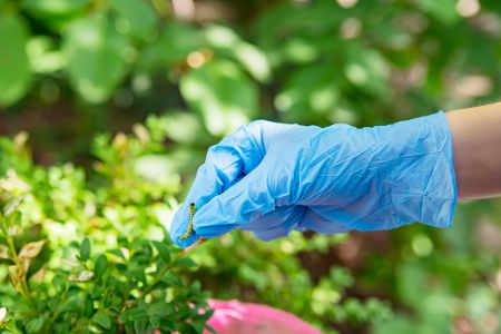 Hand mit Gummihandschuh sammelt Raupen in der Natur