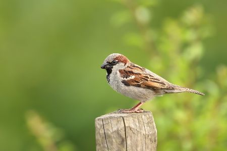 Sperling auf einem Zaunpfahl in der Natur
