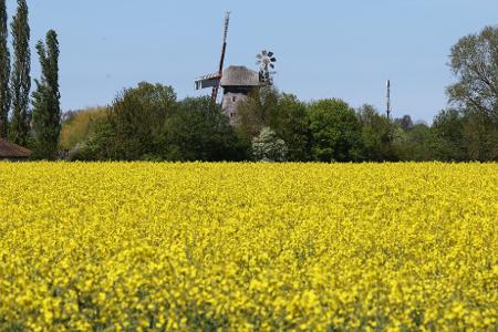 Raps blüht vor einer Windmühle in Mecklenburg-Vorpommern.