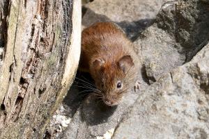 Wie gefährlich ist das Hantavirus?