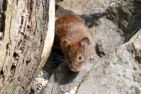 Wie gefährlich ist das Hantavirus?