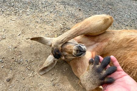 Tiere im Vollrausch