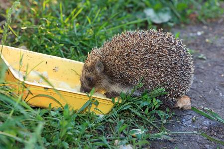 Igel mögen Bier