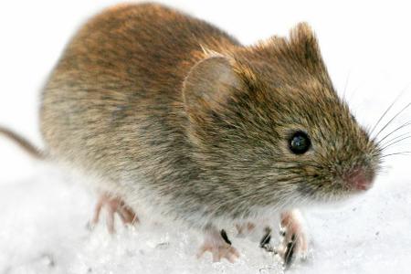 Die Rötelmaus (Clethrionomys glareolus) kann in Deutschland Hantaviren übertragen. (Archivbild)