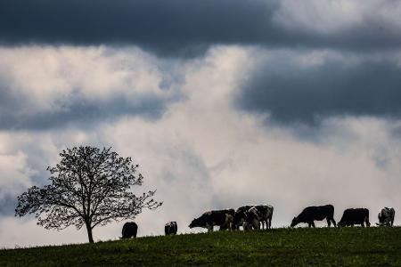 Zwischen dem Alpenrand und der Lausitz werden laut DWD am Montag teils starke Gewitter erwartet. (Archivbild)