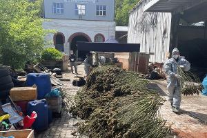 Sammlung der getrockneten Pflanzen aus der Cannabisplantage