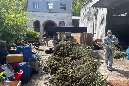 Sammlung der getrockneten Pflanzen aus der Cannabisplantage