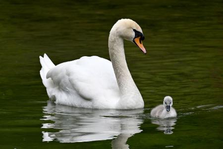 Ein Schwanenküken schwimmt im Englischen Garten in München neben einem Elterntier.