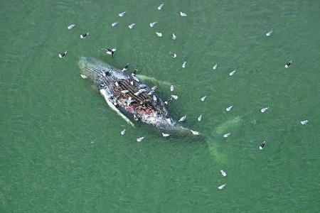 Ein Toter Wal wurde vor der dänischen Insel Anholt entdeckt.