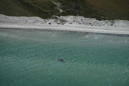 Unklar ist, ob es sich um den Wal handelt, der Ende März erstmals vor Timmendorfer Strand gestrandet war und rund einen Monat später in den Skagerrak, Nordsee, transportiert worden wurde.