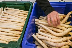 Derzeit bekommen Verbraucher Spargel so günstig wie sonst nicht in der Saison. (Archivbild)