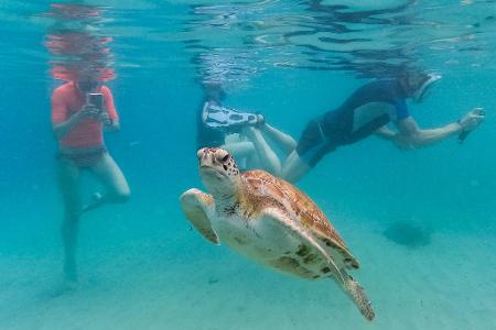 Touristen filmen eine Meeresschildkröte, die am Strand von Piskado schwimmt.