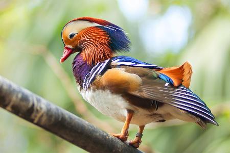 Mandarinente