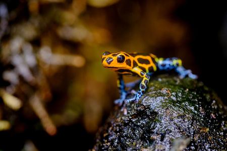 Pfeilgiftfrosch