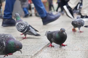 Vögel haben mehr Angst vor Frauen als vor Männern