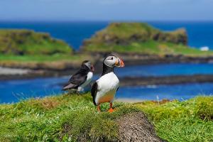 Putzige Papageitaucher: Perfekte Puffin-Watching-Orte in Schottland