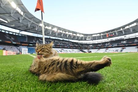 Katzenwäsche vor dem Finale