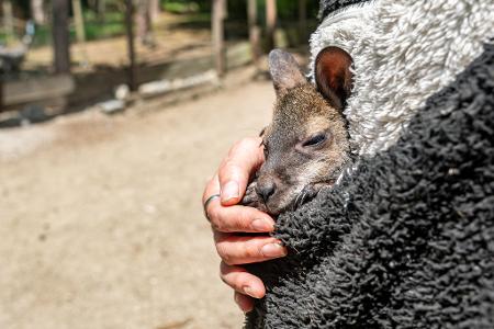 Känguru Elli schaut aus dem Pulli von Tierpark-Chefin Nicole Hoffmeister. Sie zieht das verwaiste Jungtier groß.
