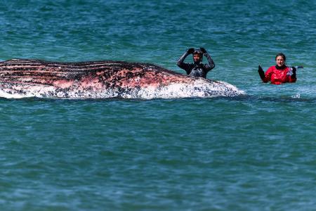 Der Buckelwal vor der dänischen Insel Anholt soll auf das Festland gezogen werden. (Archivbild)