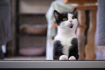  In Deutschland gibt es bislang keine allgemeine Chip- und Registrierungspflicht für alle Hunde und Katzen.
