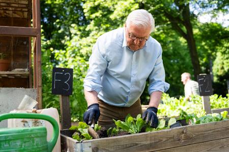  Steinmeier gärtnert in einem Hochbeet in Berlin-Neukölln.
