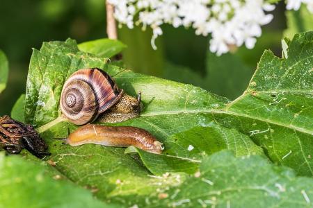Schutz für Beete: Das sind die besten Anti-Schnecken-Pflanzen