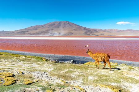 Laguna Colorada in Bolivien