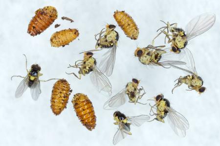 Minierfliegen 