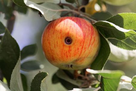 Apfelwickler