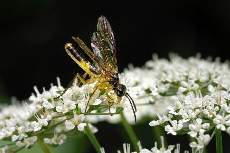Blattwespen