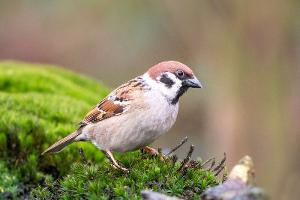 Vogelin den Niederlanden