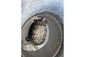 Schildkröte