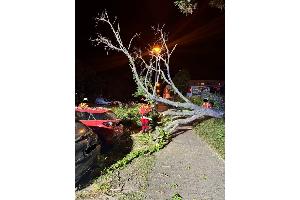 umgestürzter Baum