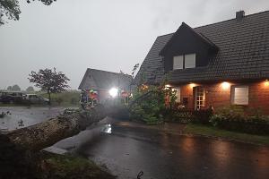 Ein umgestürzter Baum